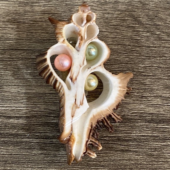 Seashell pin - Picture 2 of 3